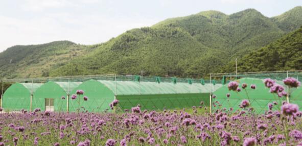 用心“种植幸?！薄墙跏醒攀ヅ┮捣⒄褂邢薰径鲁すㄐ挛? /></a><br /></div><p>??乡间田园梦变得触手可及<br />??“白娘子盗仙草”这个故事，大 家耳熟能详。据说，白娘子为救许仙 盗仙草续命，而这仙草就是灵芝，白 娘子在返程途中，掉了一株灵芝正好 落入安吉境内，后人们特意建造“灵 芝塔”以作纪念，现今这座灵芝塔已 经矗立了1200余年。<br />??为了在更好的地方，种更好的灵 芝。灵芝姐姐把辐射1000亩的第三座 基地选在浙江安吉，结合安吉富硒的 土壤、山泉水、负离子空气以及富含 
竹黄酮的竹基质，让雅圣灵芝的品质 更提升一个台阶。 这座雅圣灵芝慢谷（即将建设为 中华灵芝博览园，4A 级景区），它将 
承载人们对于灵芝千年传奇的探求、花园诗意生活的向往、传统国粹文化 的溯源以及高品质幸福感的需求。一 站式满足高端人群衣、食、住、行、业、 
医、娱等需求，在这里每一株花草、每 一杯灵芝饮、每一口食物，都将令你 感动。一食一器、一花一木都是写给 时光的情书，每种自然的味道都有灵 
魂，每个精致器物都透着生活的精妙。<br />??也许你眷念都市的便捷，又难以割舍 乡间的宁静，雅圣灵芝慢谷就是你追 求的那一亩田，呵护生活的每一处细 节，它将带来一种两全其美的生活方 
式，将乡间田园梦变得触手可及。 灵芝姐姐的理念源于老子《道德 经》中“甘其食，美其服，安其居， 乐其俗”，以打造花园式标准化连锁 
基地为核心，以“灵芝参观、灵芝养 生讲座、灵芝创意喝法、灵芝衍生品、 灵芝工艺品、灵芝生态餐、灵芝文化 博物馆”等为每个家庭健康服务。以 
解乡愁、寄乡思为主题，打造全木屋 的花园式生态园区。将新型农业、健 康养生、休闲观光、生活度假、国粹 文化有机融合，构建健康服务产业的 
生态圈，成为“绿水青山就是金山银 山”的“两山示范”企业和新型农业 生态旅游示范企业。做到比乡村更美 丽、比城市更文明，为子孙后代留下 
天蓝地绿水清的美好家园，尽一份力。<br />??雅圣之所以如此成功，是因为雅 圣灵芝自诞生起就与众不同，尤其是 承诺100%自主种植和100%无添加， 互联网的发力，以及“从我的花园到 
您的心田”，以“种植幸?！蔽放?的理念和行动实践，努力打造出了中 国灵芝领导品牌，始终致力于让更多 消费者享用传奇的灵芝和推动中国的 
传奇仙草享誉世界。</p>                </div>
                <table style=
